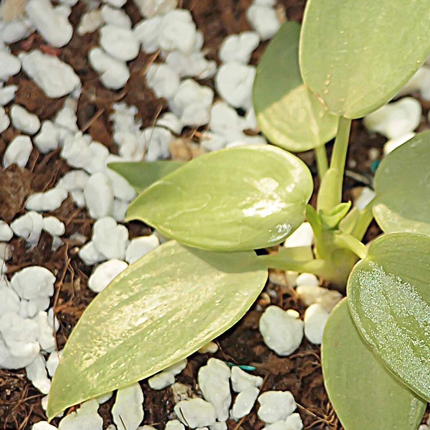 Paradise Perlite for Hydroponics & Horticulture Terrace Gardening Soil Conditioner (250 GM) Paradise Perlite for Hydroponics & Horticulture Terrace Gardening Soil Conditioner (250 GM)